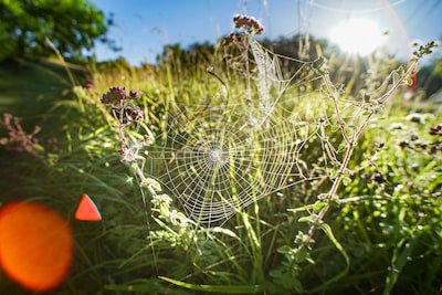 Comment faire pour dire adieu aux acariens dans une habitation ?