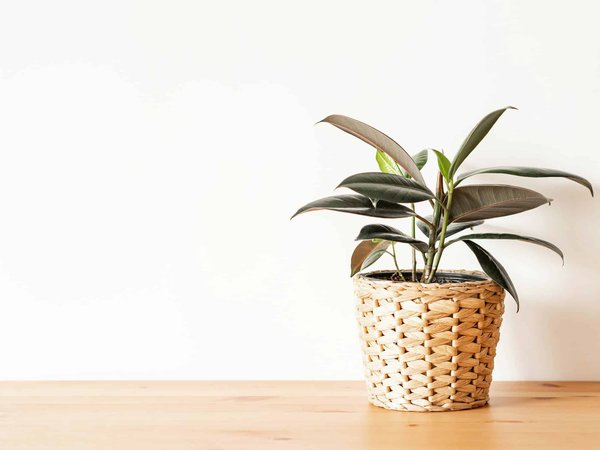 Choisir le parfait cache pot en osier